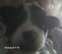 Ladybugs Boy, a male Miniature Schnauzer for sale in Norman, OK – 4 of 10