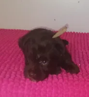 Mia's Pink Ribbon Girl , a female Miniature Schnauzer for sale in Norman, OK – 9 of 10