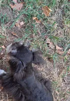 Mia's Little Boy, a male Miniature Schnauzer for sale in Norman, OK – 8 of 10
