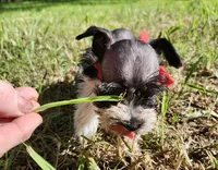 Hoppers Red Ribbon Girl, a female Miniature Schnauzer for sale in Norman, OK – 9 of 10