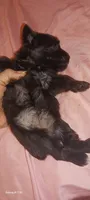 Tiara's Pink Ribbon Girl , a female Miniature Schnauzer for sale in Norman, OK – 10 of 10