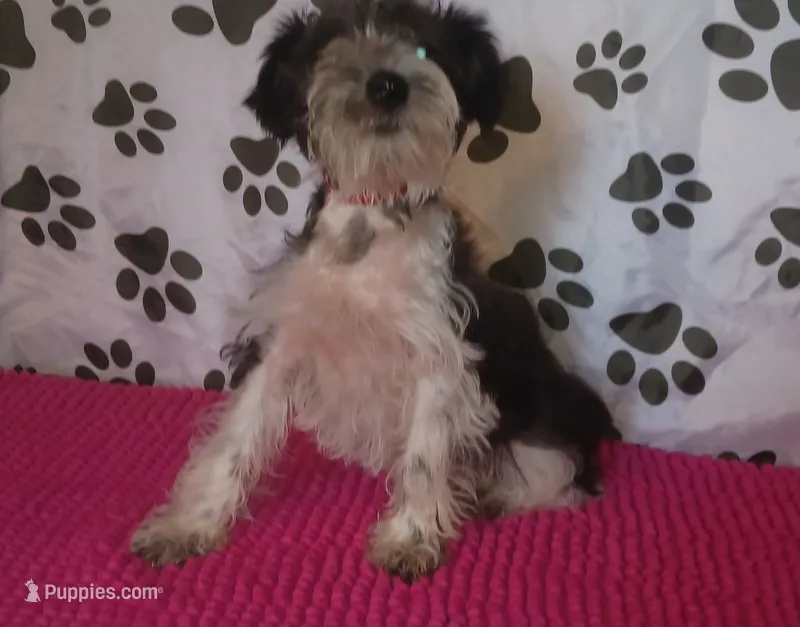 Hoppers Red Ribbon Girl **reduced** – Miniature Schnauzer puppy for sale in Norman, OK