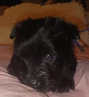 Tiara's Purple Ribbon Girl, a female Miniature Schnauzer for sale in Norman, OK – 4 of 10