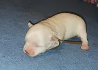 Posey's Brown Ribbon Boy , a male Maltese for sale in Norman, OK – 3 of 10