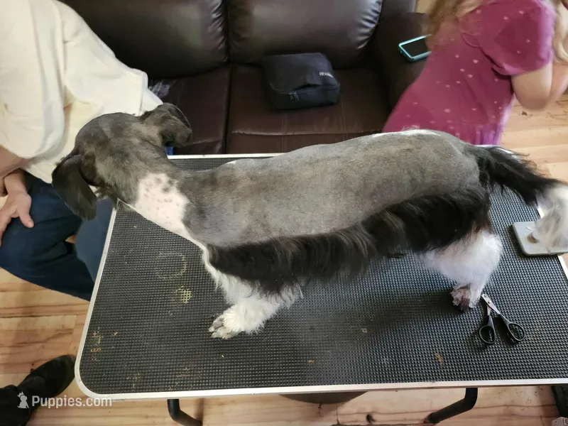 Stitch reduced! Reduced! Reduced! – Miniature Schnauzer puppy for sale in Norman, OK