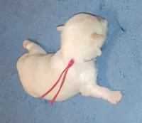 Posey's Red Ribbon Girl , a female Maltese for sale in Norman, OK – 3 of 10
