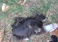 Mia's Little Boy, a male Miniature Schnauzer for sale in Norman, OK – 7 of 10