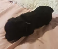 Tiara's Purple Ribbon Girl, a female Miniature Schnauzer for sale in Norman, OK – 9 of 10