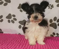 Tiny boy, a male Miniature Schnauzer for sale in Norman, OK – 3 of 10