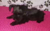 Tiara's Purple Ribbon Girl, a female Miniature Schnauzer for sale in Norman, OK – 7 of 10
