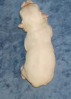Posey's Brown Ribbon Boy , a male Maltese for sale in Norman, OK – 7 of 10
