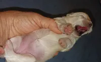 Posey's Light Pink Ribbon Girl , a female Maltese for sale in Norman, OK – 9 of 10