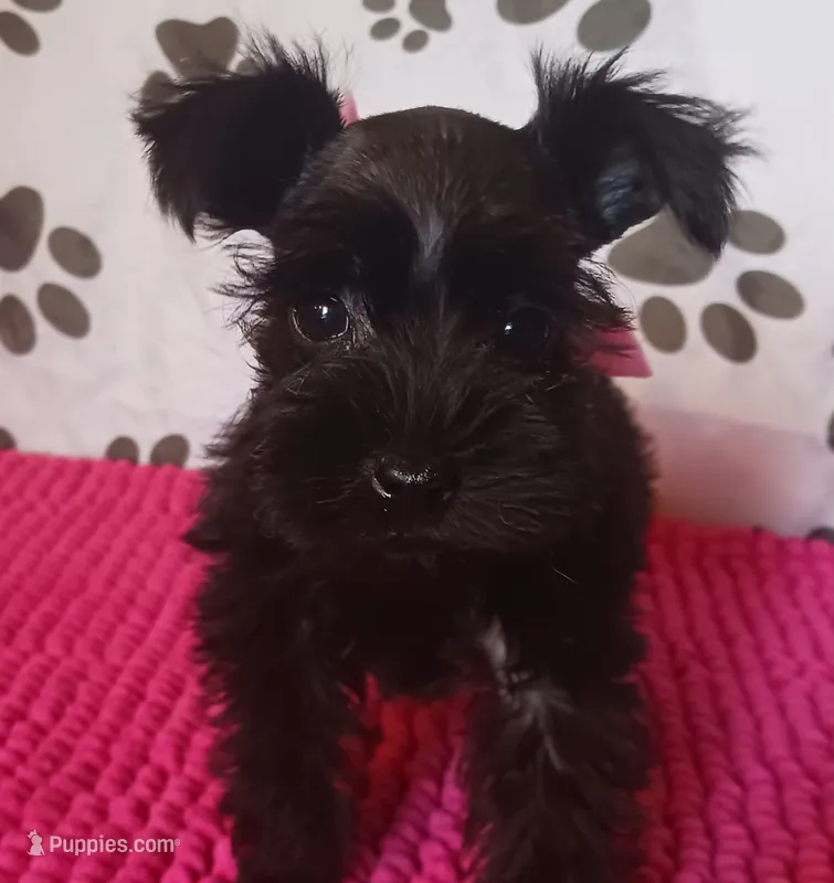 Tiara's Pink Ribbon Girl  – Miniature Schnauzer puppy for sale in Norman, OK