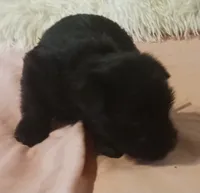 Tiara's Purple Ribbon Girl, a female Miniature Schnauzer for sale in Norman, OK – 8 of 10