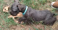 Mia's Seafoam Ribbon Girl, a female Miniature Schnauzer for sale in Norman, OK – 10 of 10