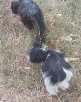 Tiny boy, a male Miniature Schnauzer for sale in Norman, OK – 3 of 10