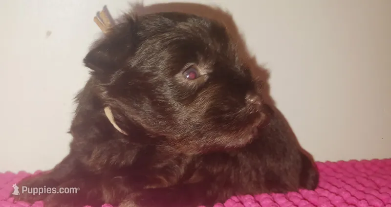 Mia's Lavender Ribbon Girl  – Miniature Schnauzer puppy for sale in Norman, OK
