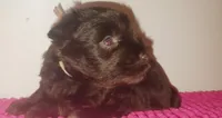 Mia's Lavender Ribbon Girl , a female Miniature Schnauzer for sale in Norman, OK – 2 of 10