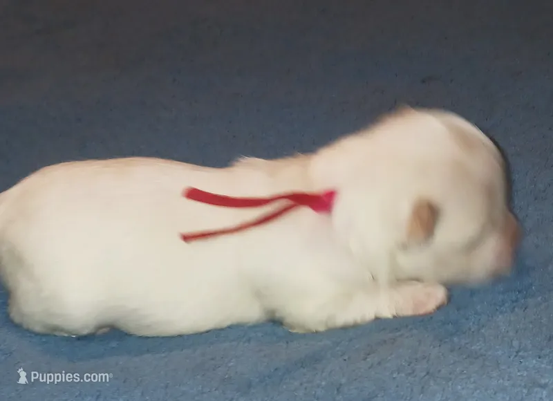 Posey's Red Ribbon Girl  – Maltese puppy for sale in Norman, OK