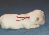 Posey's Red Ribbon Girl , a female Maltese for sale in Norman, OK – 1 of 10