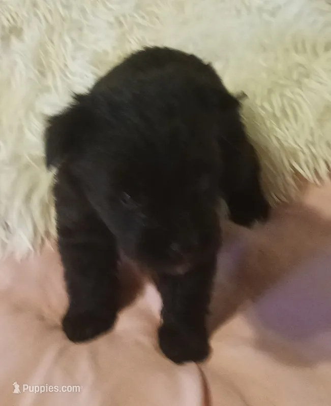 Tiara's Purple Ribbon Girl, a female Miniature Schnauzer for sale in Norman, OK – 1 of 10