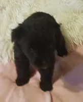 Tiara's Purple Ribbon Girl, a female Miniature Schnauzer for sale in Norman, OK – 1 of 10