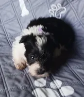 Hoppers Purple Ribbon Girl , a female Miniature Schnauzer for sale in Norman, OK – Photo 2 of 10