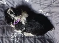Hoppers Purple Ribbon Girl , a female Miniature Schnauzer for sale in Norman, OK – Photo 7 of 10