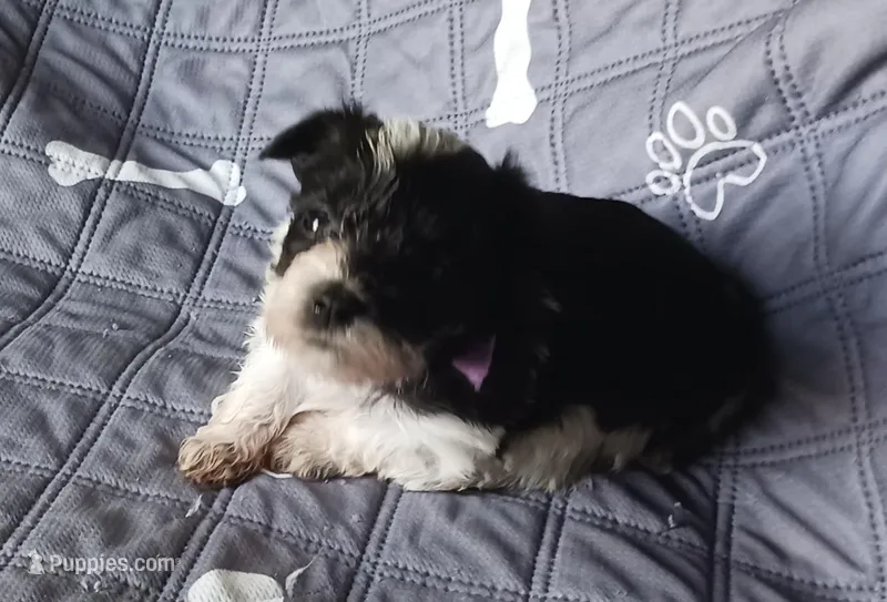 Hoppers Purple Ribbon Girl  – Miniature Schnauzer puppy for sale in Norman, OK