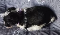 Hoppers Purple Ribbon Girl , a female Miniature Schnauzer for sale in Norman, OK – Photo 4 of 10