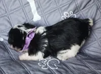 Hoppers Purple Ribbon Girl , a female Miniature Schnauzer for sale in Norman, OK – Photo 6 of 10
