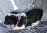Hoppers Purple Ribbon Girl , a female Miniature Schnauzer for sale in Norman, OK – Photo 8 of 10