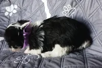 Hoppers Purple Ribbon Girl , a female Miniature Schnauzer for sale in Norman, OK – Photo 10 of 10