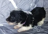 Hoppers Purple Ribbon Girl , a female Miniature Schnauzer for sale in Norman, OK – Photo 9 of 10