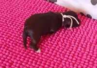 Mia's Pink Ribbon Girl , a female Miniature Schnauzer for sale in Norman, OK – 6 of 10