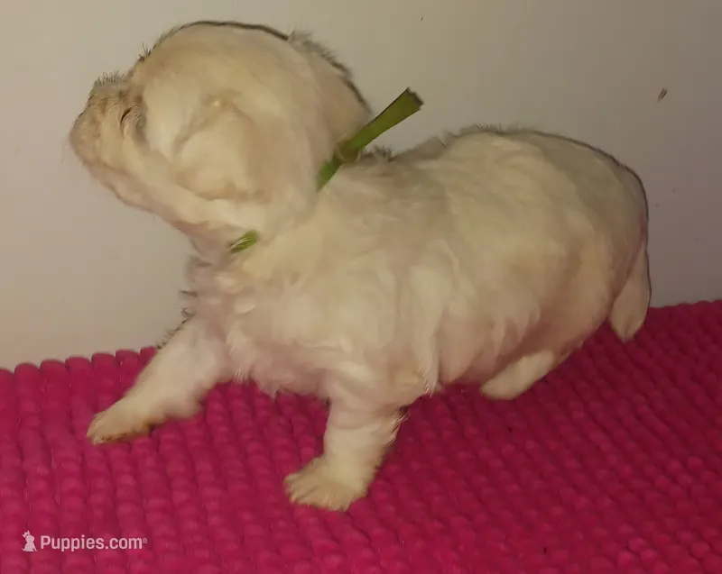 Posey's Green Ribbon Boy  – Maltese puppy for sale in Norman, OK