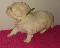 Posey's Green Ribbon Boy , a male Maltese for sale in Norman, OK – 1 of 10