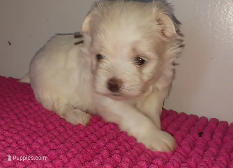 Posey's Brown Ribbon Boy  – Maltese puppy for sale in Norman, OK