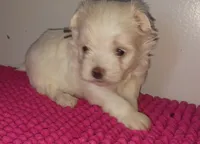 Posey's Brown Ribbon Boy , a male Maltese for sale in Norman, OK – 1 of 10