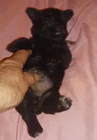 Tiara's Pink Ribbon Girl , a female Miniature Schnauzer for sale in Norman, OK – 6 of 10