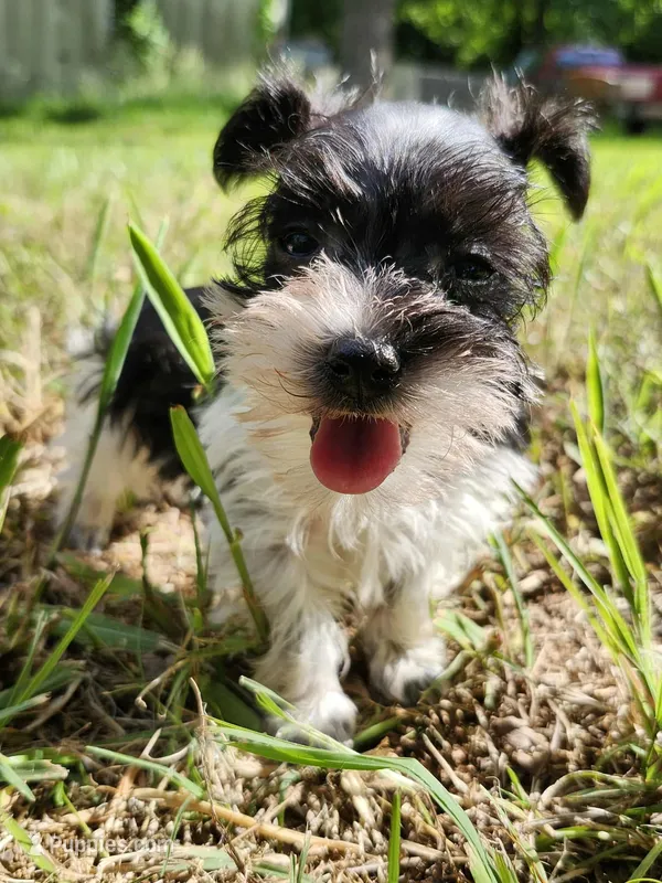 Hoppers Purple Ribbon Girl  – Miniature Schnauzer puppy for sale in Norman, OK
