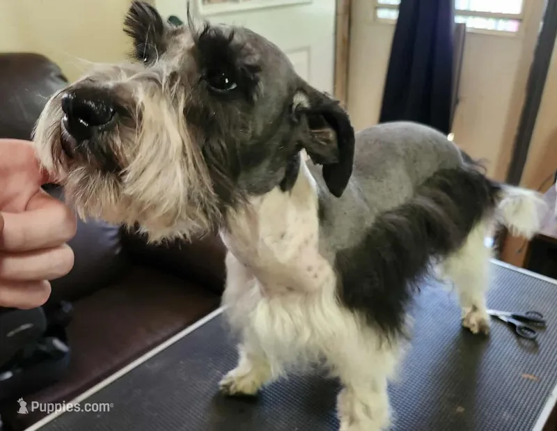 Stitch reduced! Reduced! Reduced! – Miniature Schnauzer puppy for sale in Norman, OK