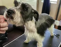 Stitch reduced! Reduced! Reduced!, a male Miniature Schnauzer for sale in Norman, OK – 3 of 10