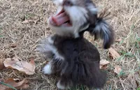 Mia's Little Boy, a male Miniature Schnauzer for sale in Norman, OK – 6 of 10