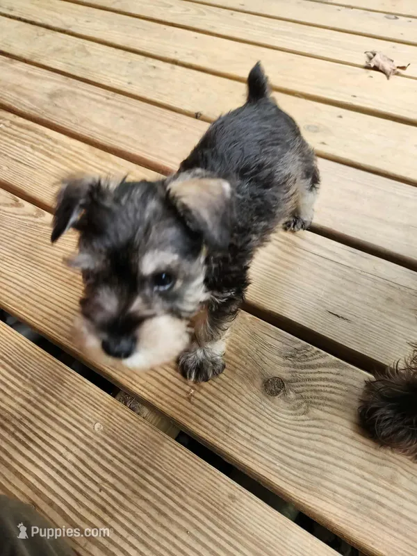 Hershey, a male Miniature Schnauzer for sale in Norman, OK – 1 of 9