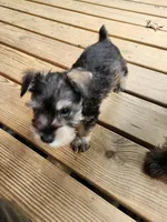 Hershey, a male Miniature Schnauzer for sale in Norman, OK – 1 of 9