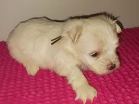 Posey's Brown Ribbon Boy , a male Maltese for sale in Norman, OK – 3 of 10