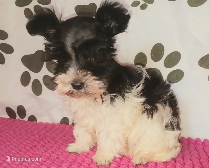 Tiny boy – Miniature Schnauzer puppy for sale in Norman, OK