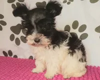 Tiny boy, a male Miniature Schnauzer for sale in Norman, OK – 1 of 10