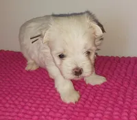 Posey's Brown Ribbon Boy , a male Maltese for sale in Norman, OK – 8 of 10